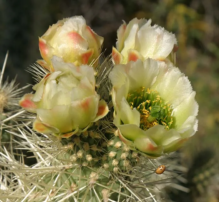 Teddy Bear Cholla (Cylindropuntia Bigelovii) — Caution: the spines are sharp and can attach to the skin; scientifically known as Cylindropuntia, image 57