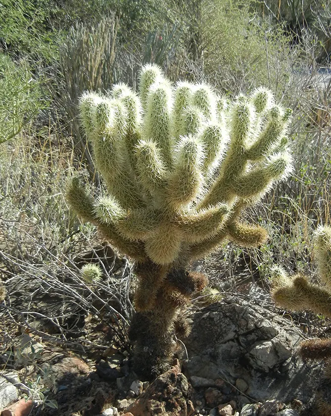 Teddy Bear Cholla (Cylindropuntia Bigelovii) — Preferring full sun and well-drained soil, it's an eye-catching, low-maintenance choice for, image 30