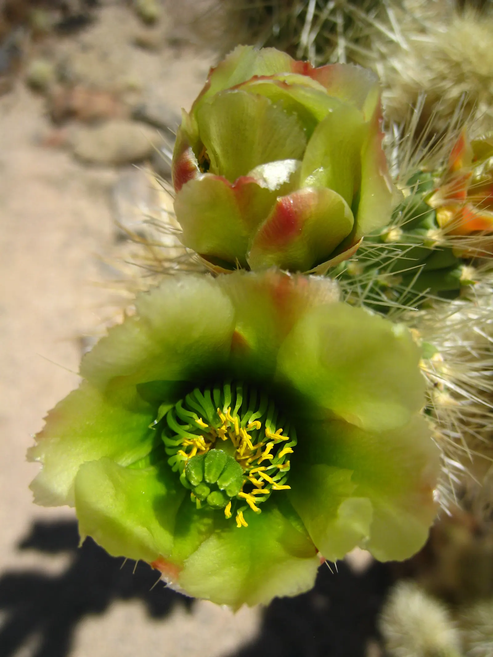Teddy Bear Cholla (Cylindropuntia Bigelovii) — Per its drought-tolerant nature; earning it the nickname "jumping cholla." Careful placement in the, image 67