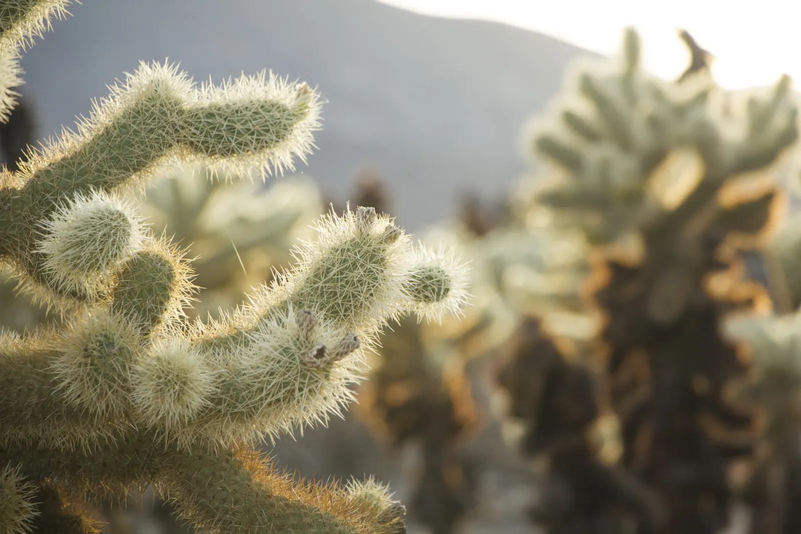 Teddy Bear Cholla (Cylindropuntia Bigelovii) — as it demands well-draining soil and full sun exposure to mimic its desert habitat; but during, image 66