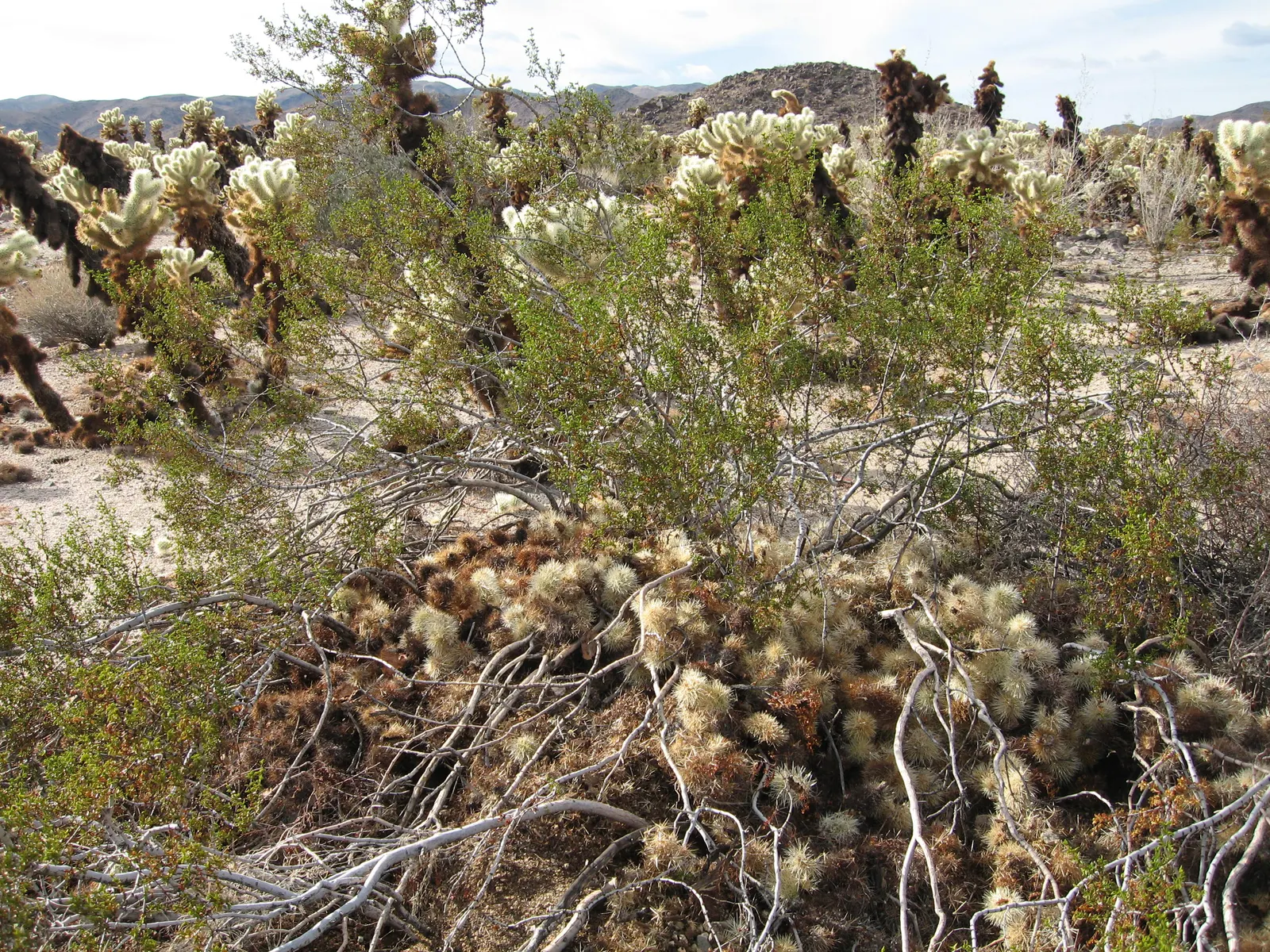 Teddy Bear Cholla (Cylindropuntia Bigelovii) — Native to the arid regions of the American Southwest; per its drought-tolerant nature