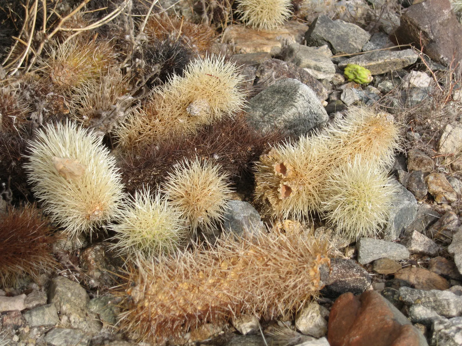 Teddy Bear Cholla (Cylindropuntia Bigelovii) — Preferring full sun and well-drained soil, it's an eye-catching, low-maintenance choice for xeriscaped areas