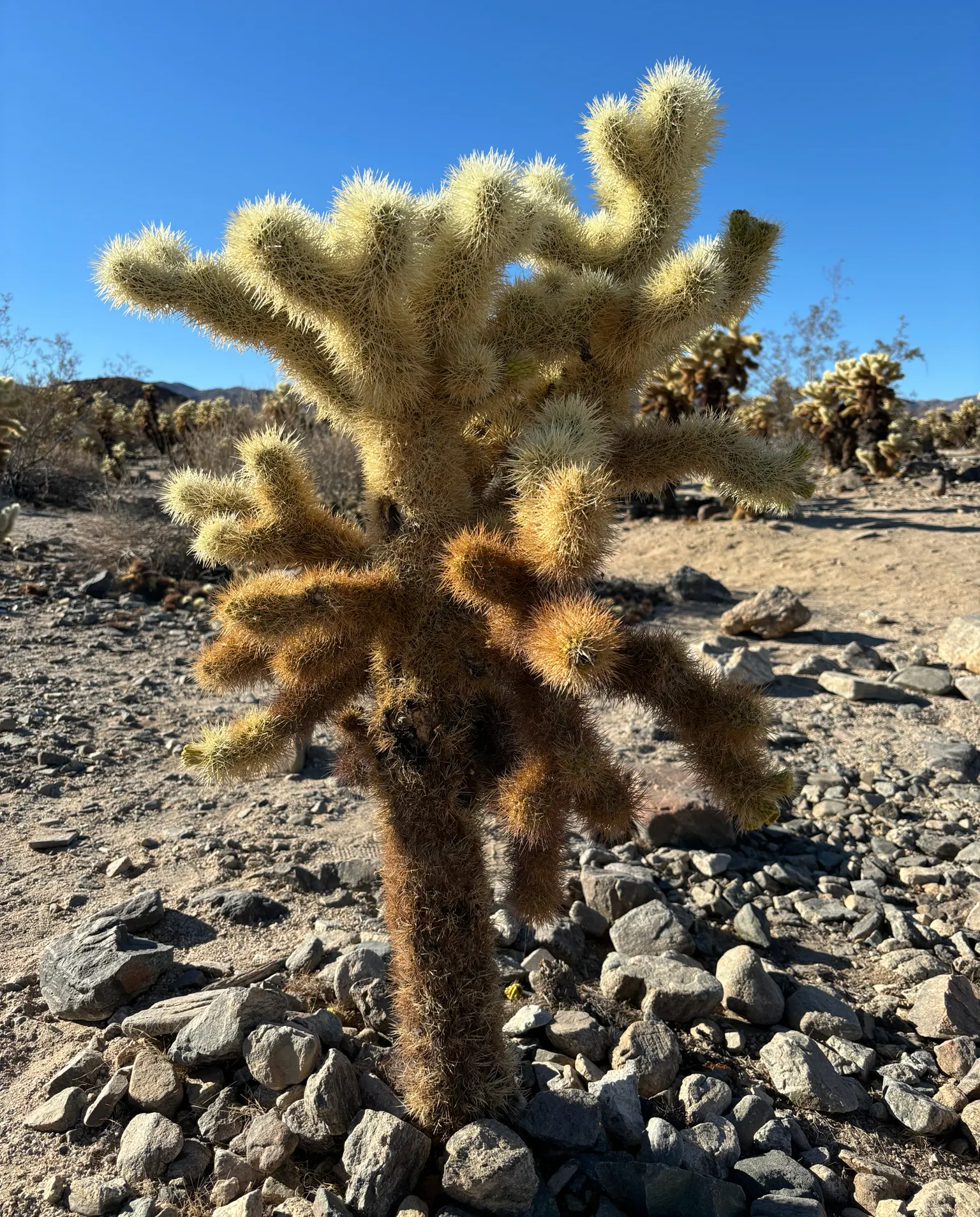 Teddy Bear Cholla (Cylindropuntia Bigelovii) — it can sustain on rainfall alone after established; caution: the spines are sharp and can attach to, image 68