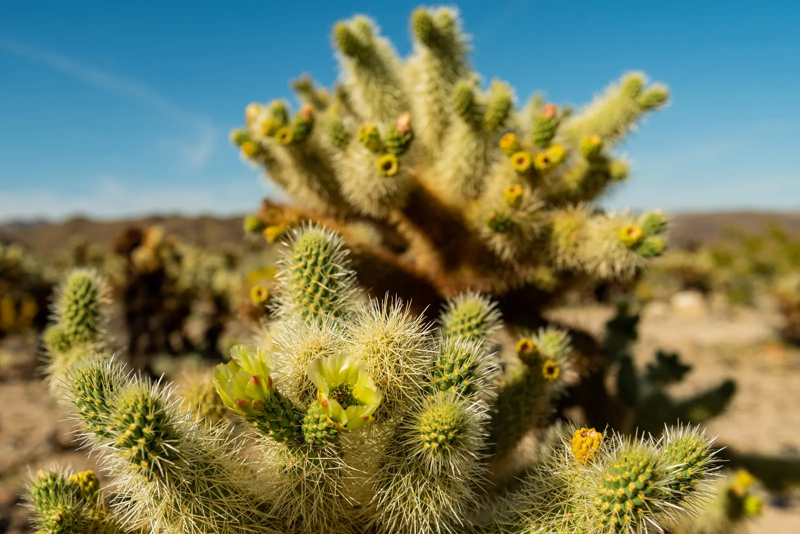 Teddy Bear Cholla (Cylindropuntia Bigelovii) — This upright plant typically reaches 3-5 feet in height