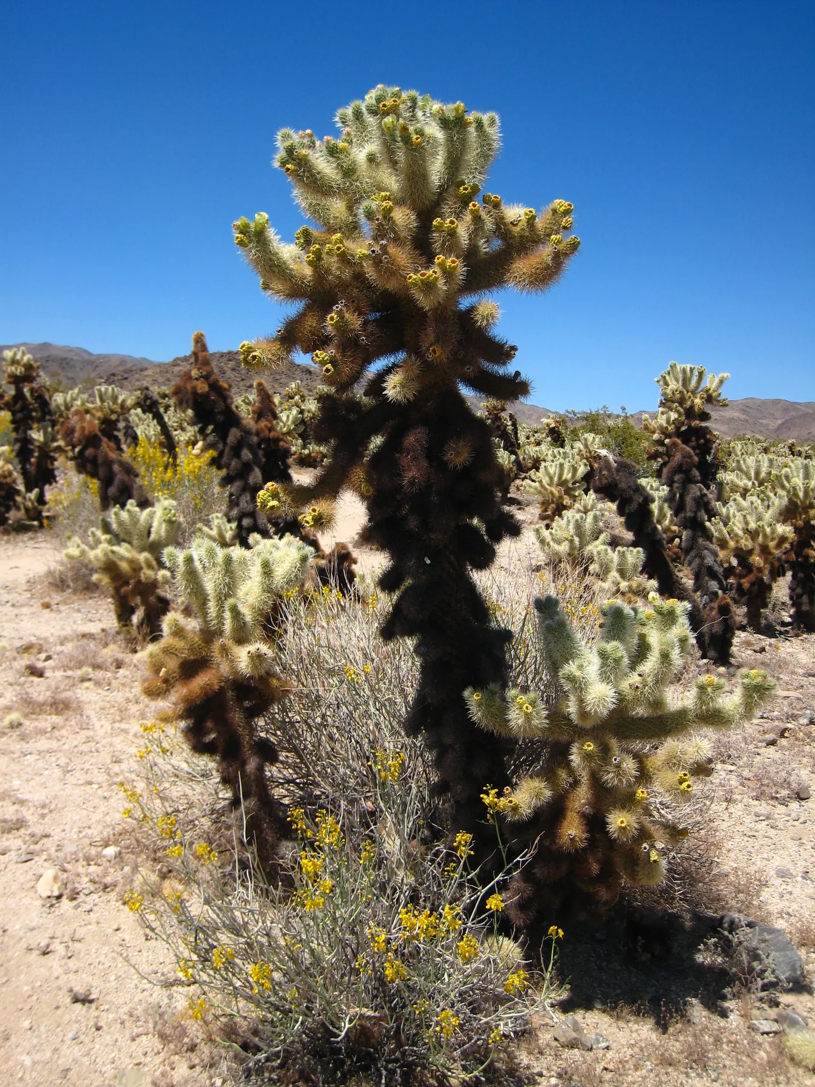 Teddy Bear Cholla (Cylindropuntia Bigelovii) — but during prolonged dry spells