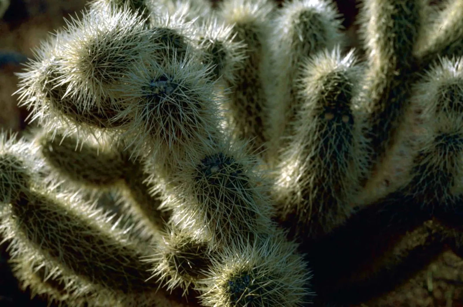 Teddy Bear Cholla (Cylindropuntia Bigelovii) — it requires minimal maintenance and thrives in USDA hardiness zones 9 through 11