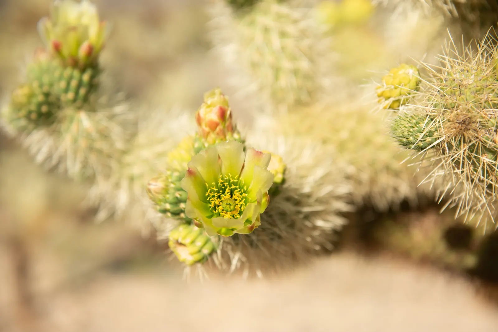 Teddy Bear Cholla (Cylindropuntia Bigelovii) — earning it the nickname "jumping cholla." Careful placement in the landscape is essential