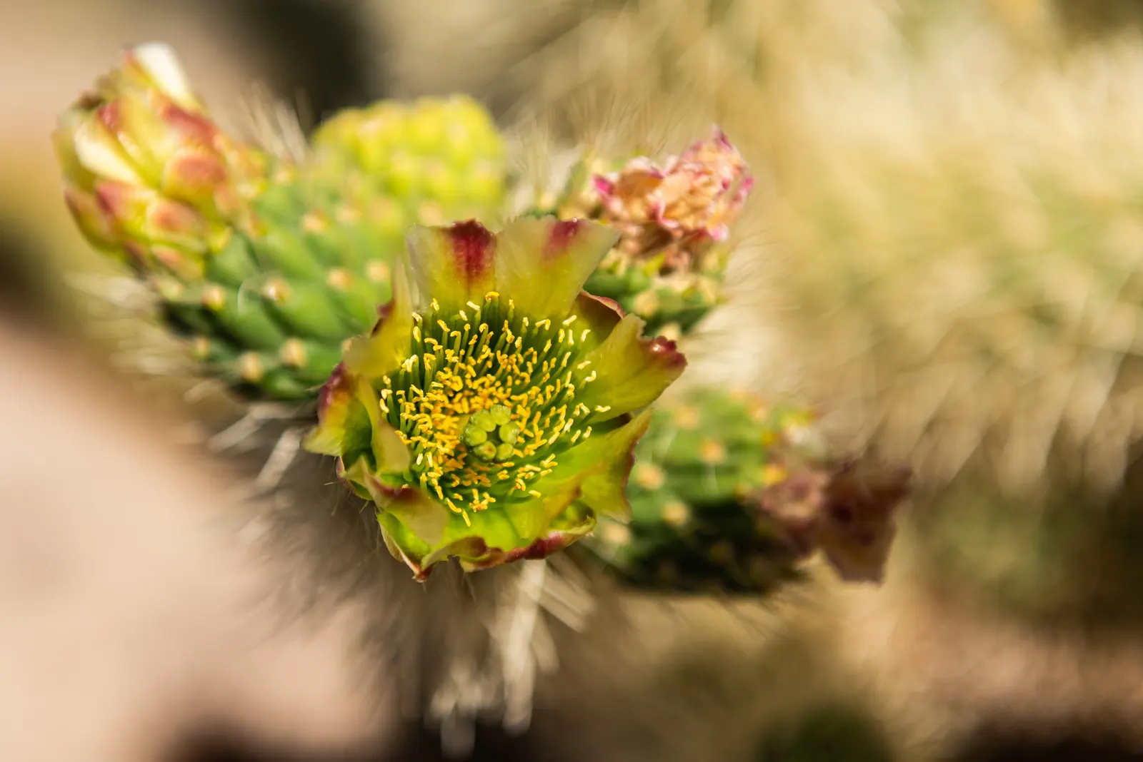 Teddy Bear Cholla (Cylindropuntia Bigelovii) — The Teddy Bear Cholla (Cylindropuntia bigelovii) is a distinctive cactus native to the Southwest; preferring