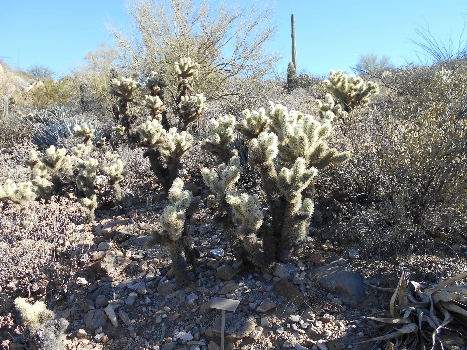 Teddy Bear Cholla (Cylindropuntia Bigelovii) — This upright plant typically reaches 3-5 feet in height; which can grow up to 5 feet tall and spread, image 80