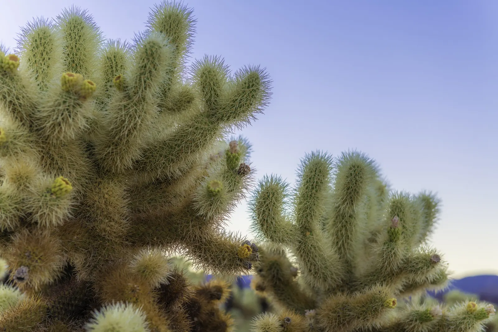 Teddy Bear Cholla (Cylindropuntia Bigelovii) — which can grow up to 5 feet tall and spread up to 3 feet wide.<br><br>A slow-growing succulent