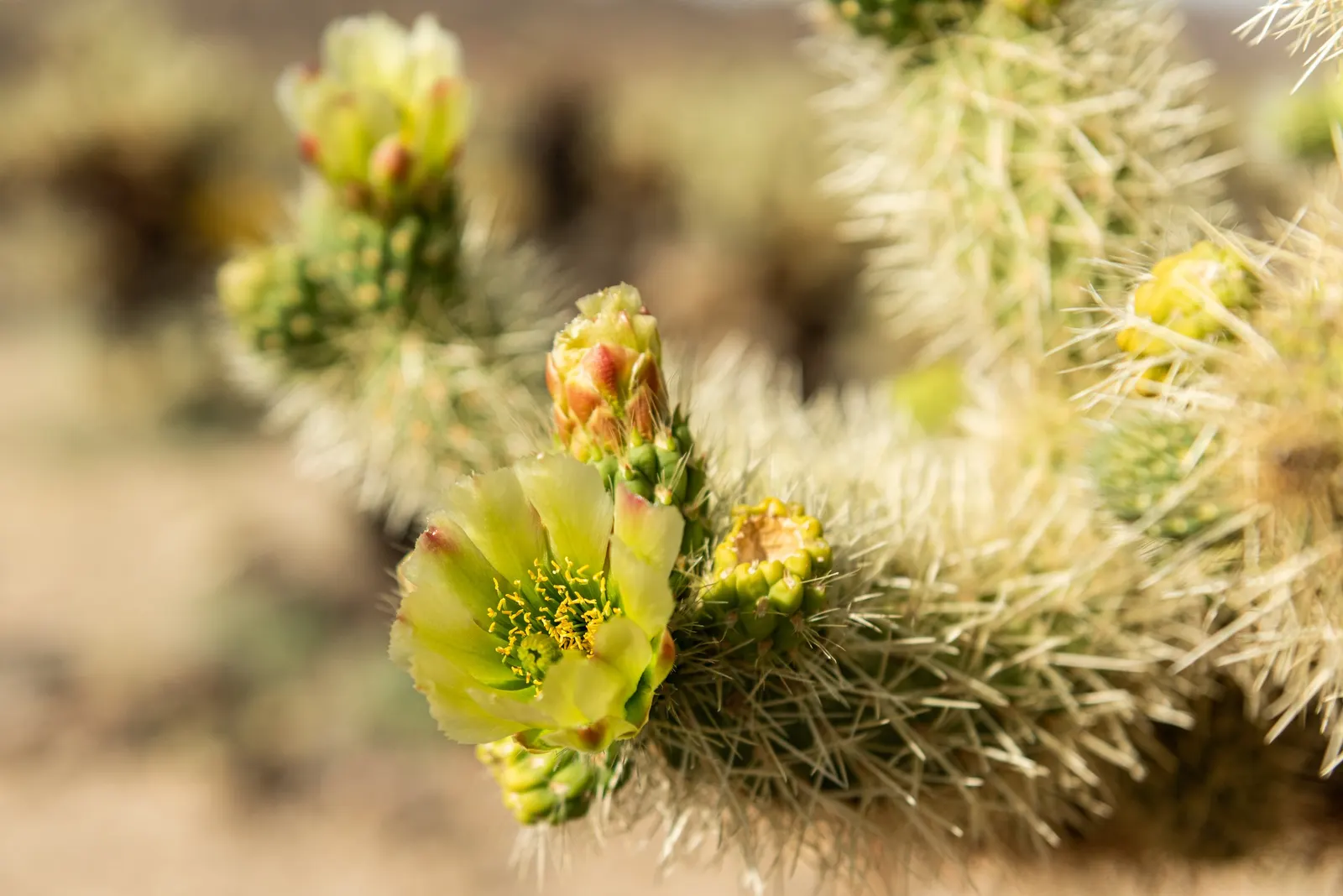 Teddy Bear Cholla (Cylindropuntia Bigelovii) — is a captivating specimen renowned for its distinctive; followed by knobby fruits that persist on the plant