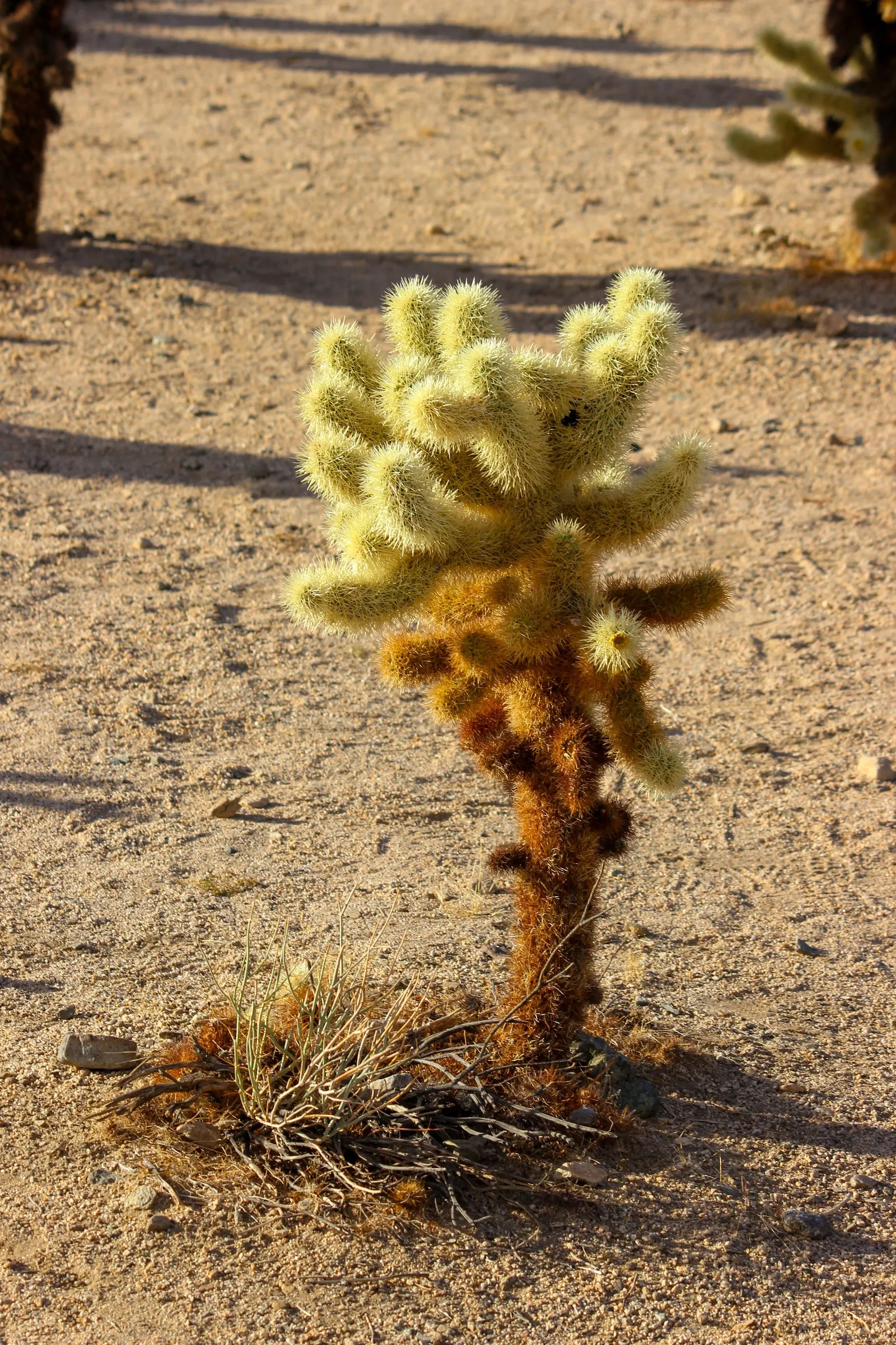 Teddy Bear Cholla (Cylindropuntia Bigelovii) — scientifically known as Cylindropuntia bigelovii; the Teddy Bear Cholla is best suited for, image 58