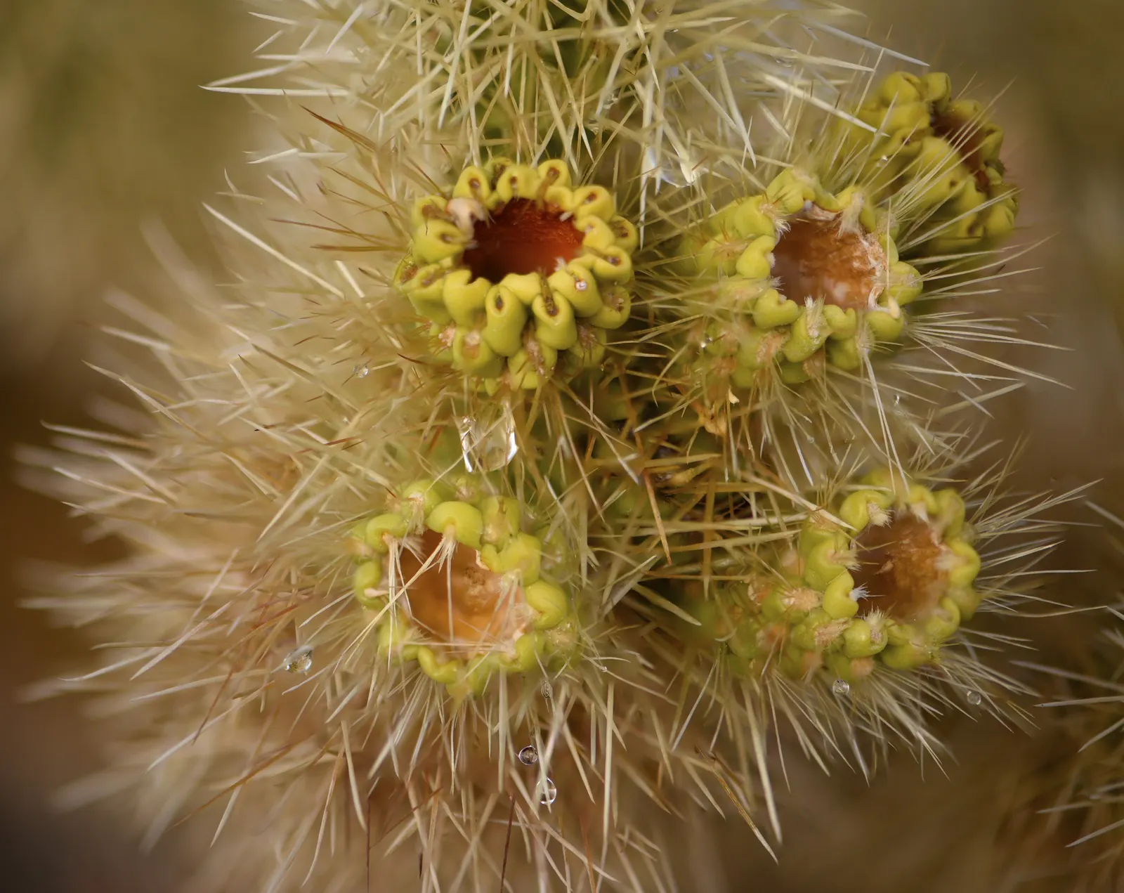 Teddy Bear Cholla (Cylindropuntia Bigelovii) — cactus for full; with spines that readily attach to passersby
