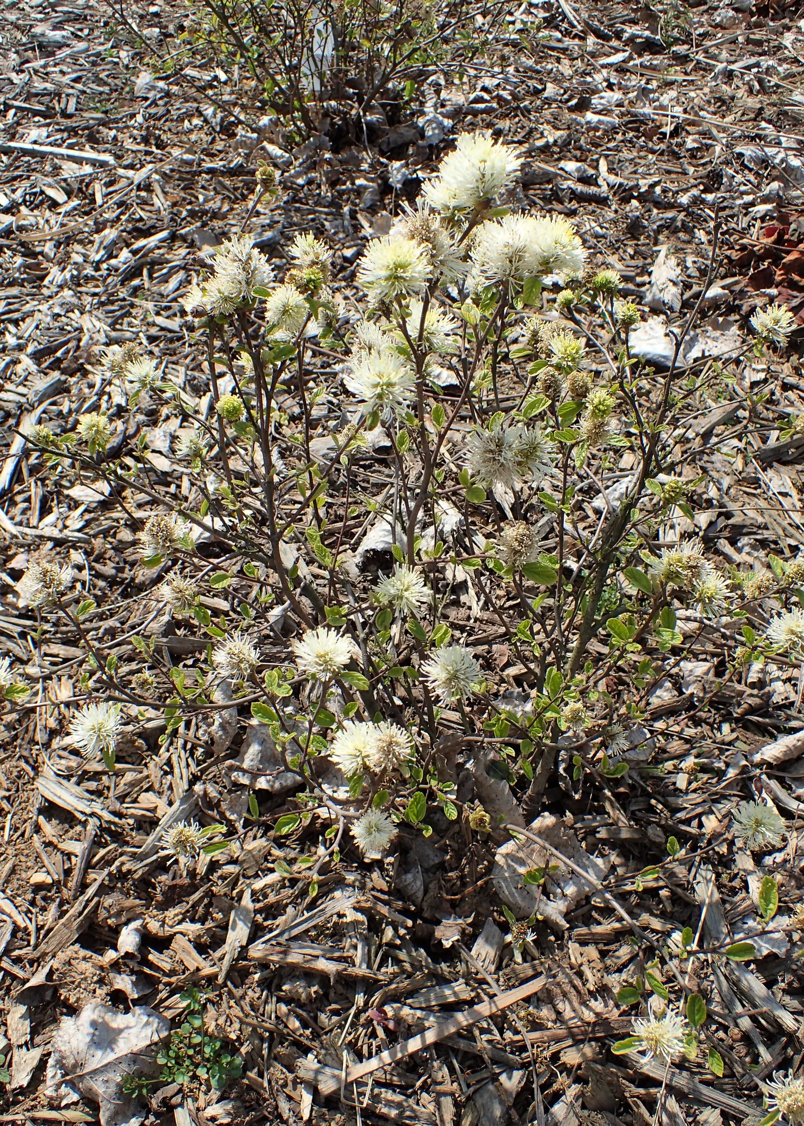 Blue Mist Dwarf Forthergilla (Fothergilla Gardenii 'Blue Mist') — The Blue Mist Dwarf Fothergilla (Fothergilla gardenii 'Blue Mist') is a compact deciduous