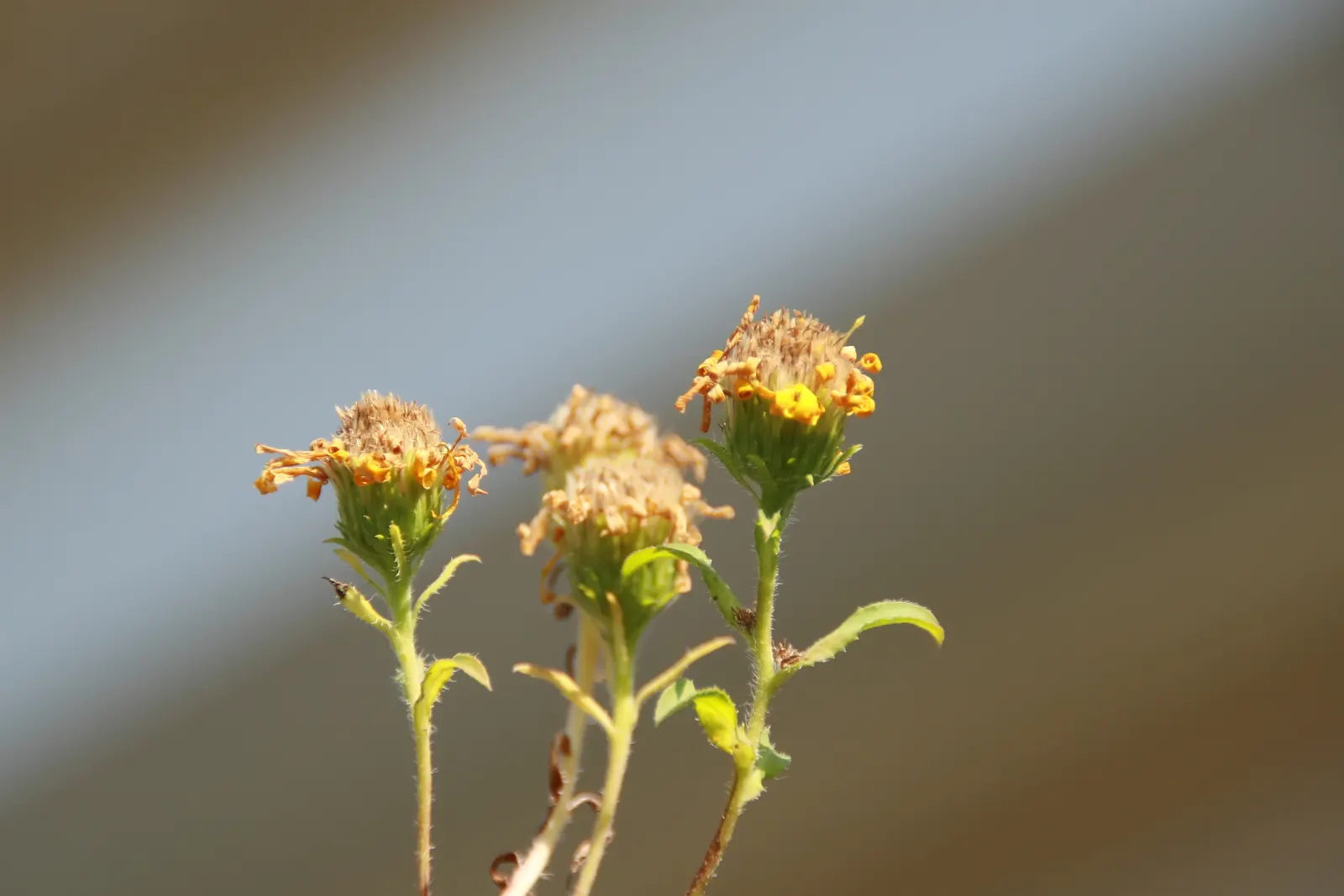 Hairy False Goldenaster (Heterotheca 'San Bruno Mountain') — this plant is lauded for its resilience and ease of care; the Hairy False Goldenaster forms a