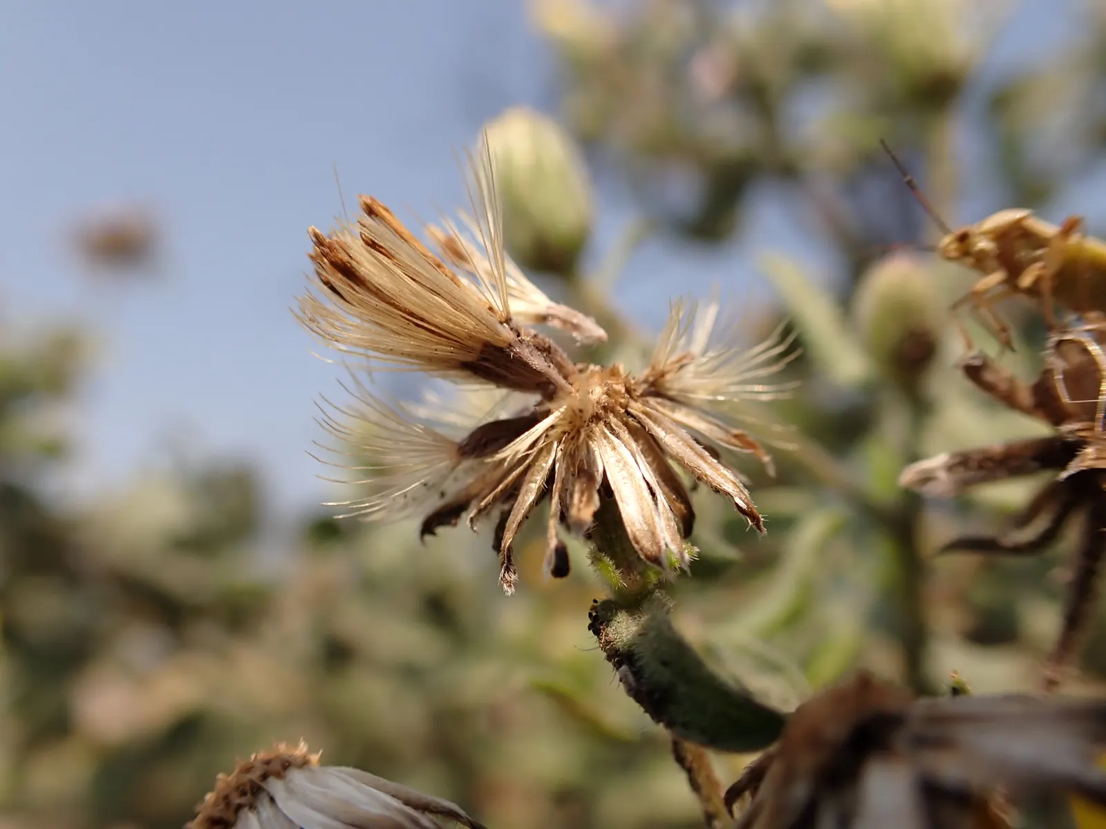 Hairy False Goldenaster (Heterotheca 'San Bruno Mountain') — the Hairy False Goldenaster forms a dense mound of hairy; it is adaptable to a range of soil