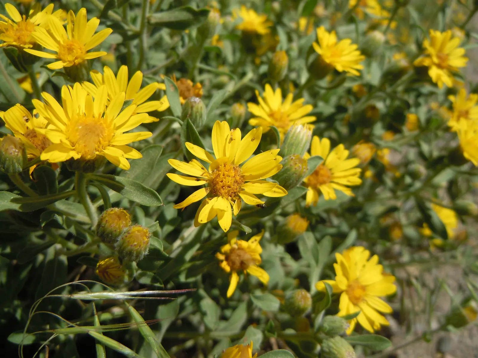 Hairy False Goldenaster (Heterotheca 'San Bruno Mountain') — Ideal for dry, well-drained soils, it thrives in full sun, reaching 1-2 ft in height, image 78