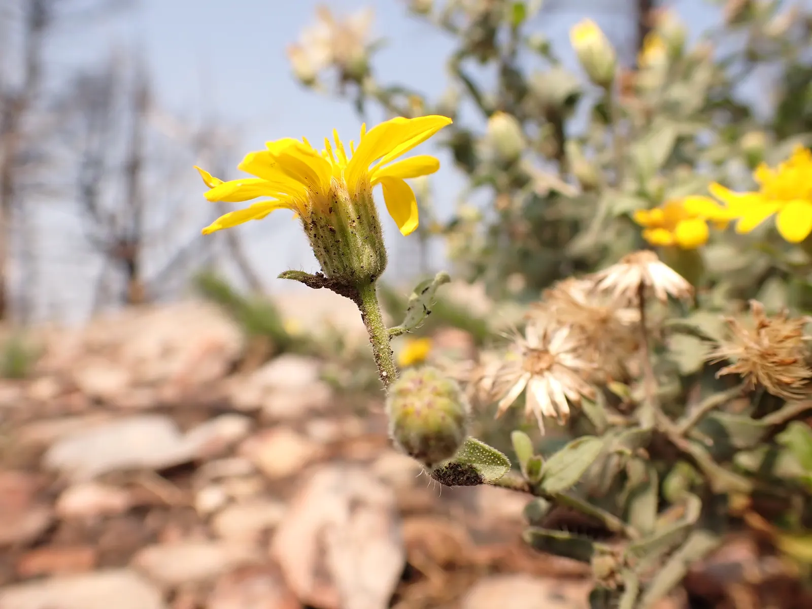 Hairy False Goldenaster (Heterotheca 'San Bruno Mountain') — environmentally-friendly garden space; requiring minimal supplemental watering, image 54