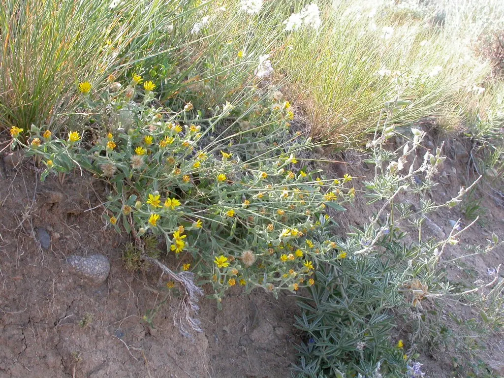 Hairy False Goldenaster (Heterotheca 'San Bruno Mountain') — Ideal for dry, well-drained soils, it thrives in full sun, reaching 1-2 ft in height and 2-3 ft in