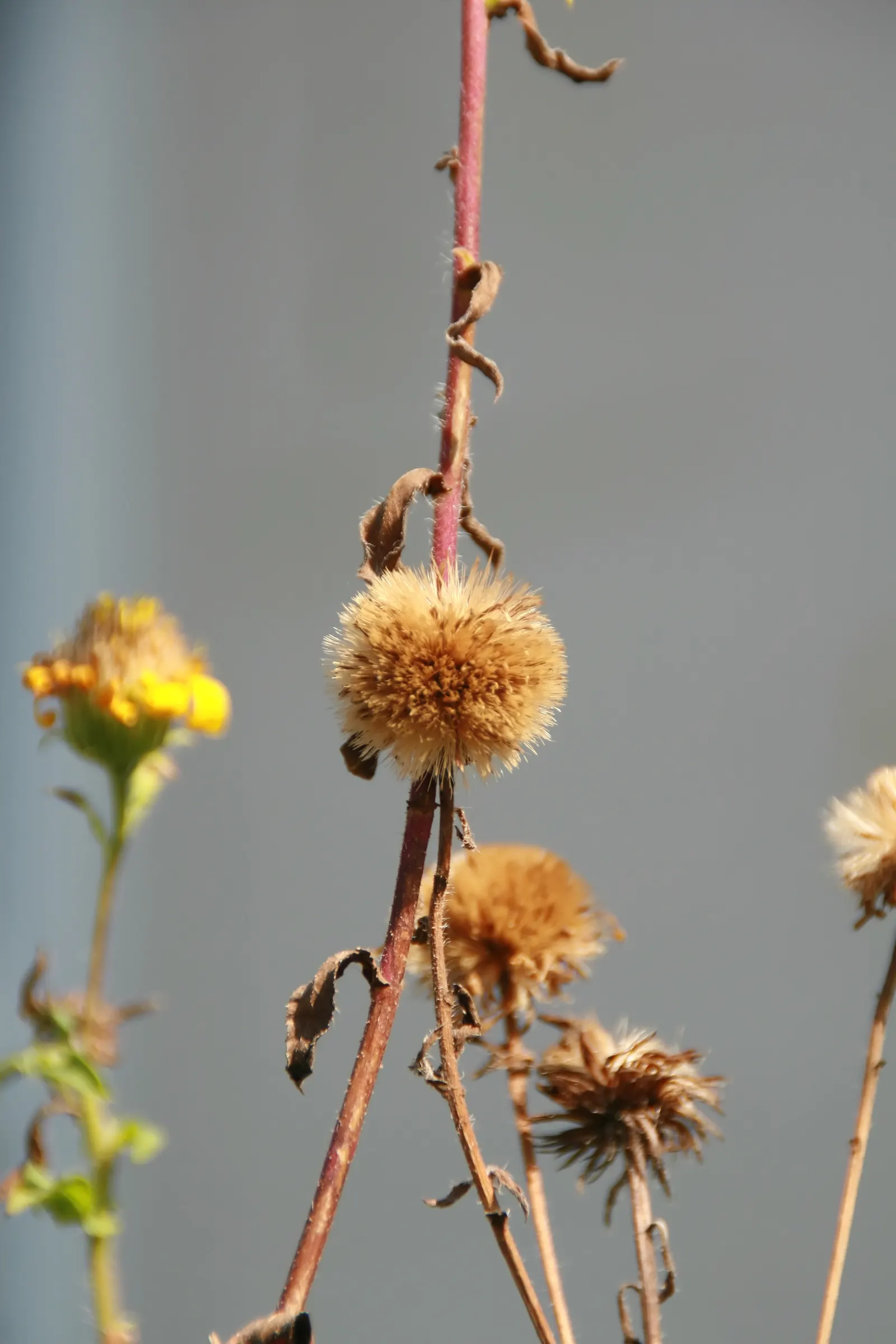Hairy False Goldenaster (Heterotheca 'San Bruno Mountain') — environmentally-friendly garden space; requiring minimal supplemental watering