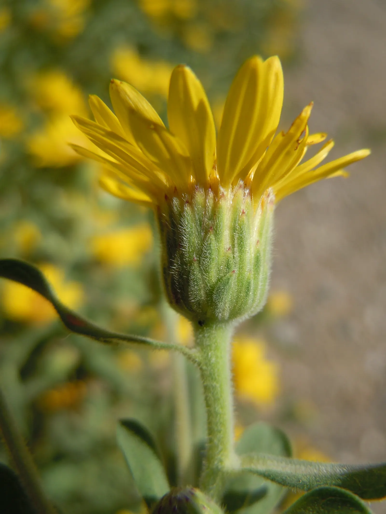 Hairy False Goldenaster (Heterotheca 'San Bruno Mountain') — ground cover / perennial for full or half; environmentally-friendly garden space