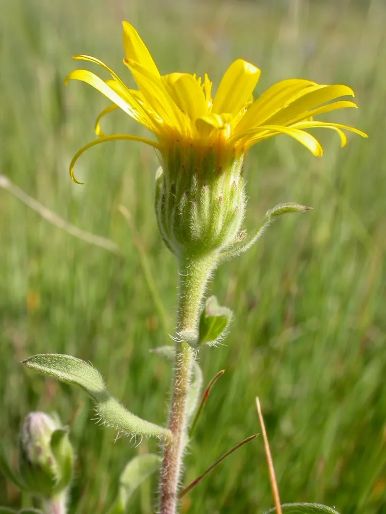 Hairy False Goldenaster (Heterotheca 'San Bruno Mountain') — It is adaptable to a range of soil types, although it flourishes in well-drained soil; this plant