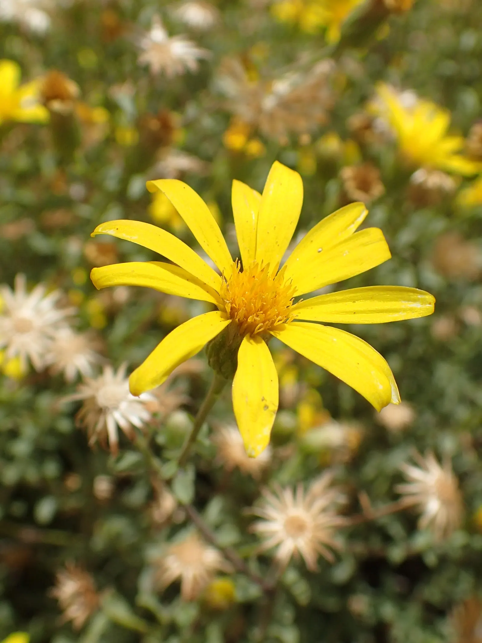 Hairy False Goldenaster (Heterotheca 'San Bruno Mountain') — scientifically named Heterotheca 'San Bruno Mountain'; add vibrant color and attract, image 62
