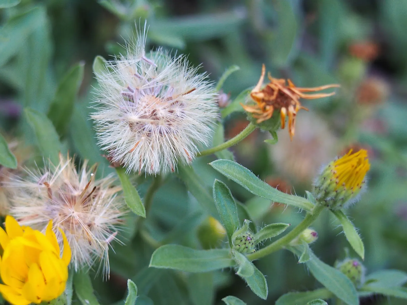 Hairy False Goldenaster (Heterotheca 'San Bruno Mountain') — scientifically named Heterotheca 'San Bruno Mountain'; add vibrant color and attract, image 43