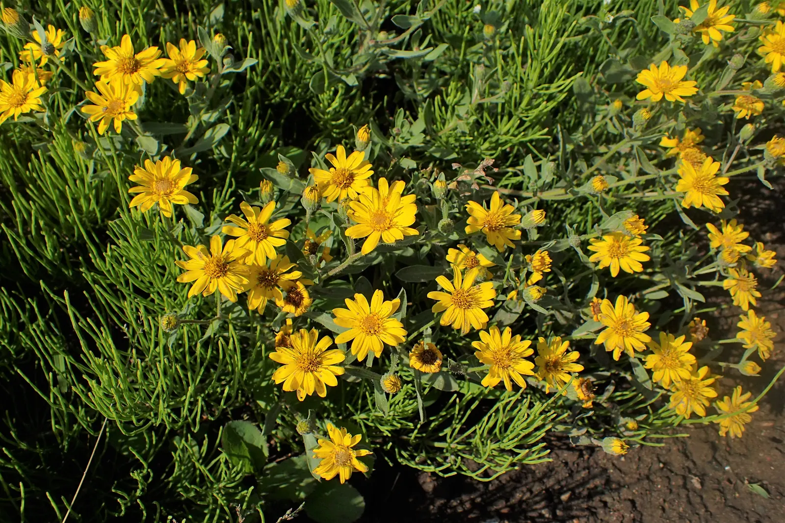 Hairy False Goldenaster (Heterotheca 'San Bruno Mountain') — grey-green foliage that provides a textured backdrop for other garden elements; this, image 47