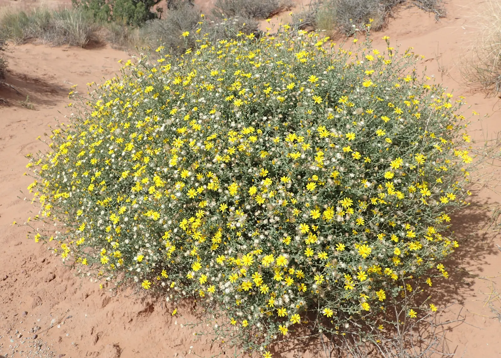 Hairy False Goldenaster (Heterotheca 'San Bruno Mountain') — This drought-tolerant plant blooms late summer to fall, attracting butterflies while being