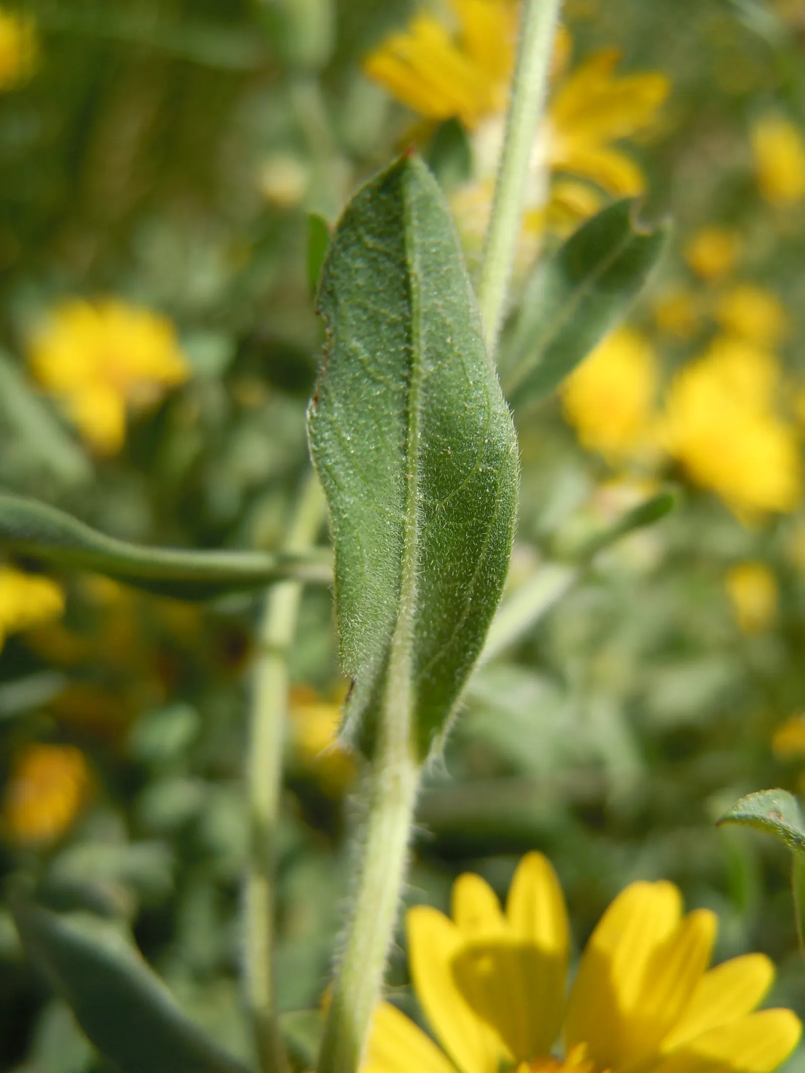 Hairy False Goldenaster (Heterotheca 'San Bruno Mountain') — which are around 1 to 1.5 inches in diameter; scientifically named Heterotheca 'San, image 69