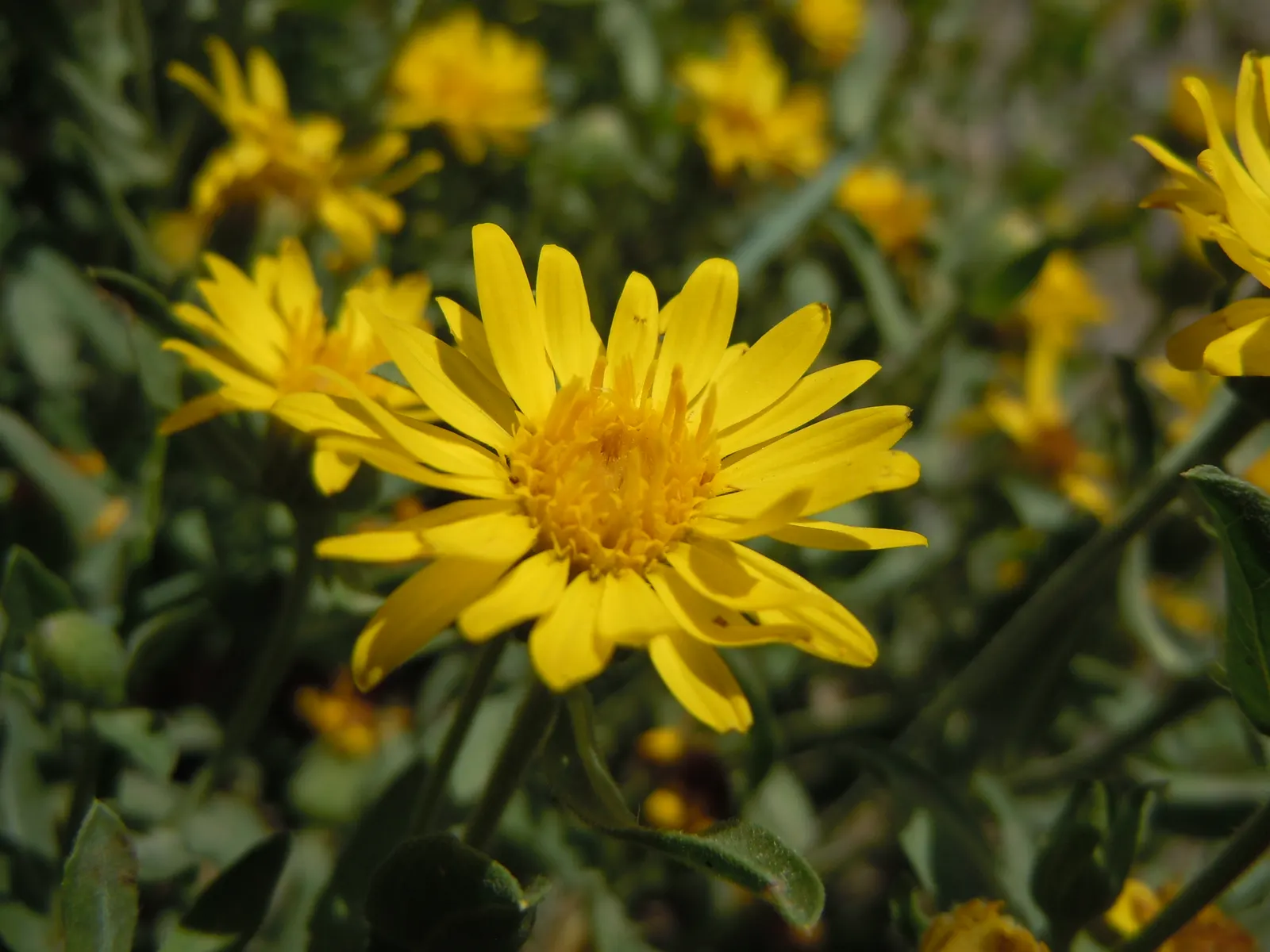 Hairy False Goldenaster (Heterotheca 'San Bruno Mountain') — requiring minimal supplemental watering; ground cover / perennial for full or half, image 71