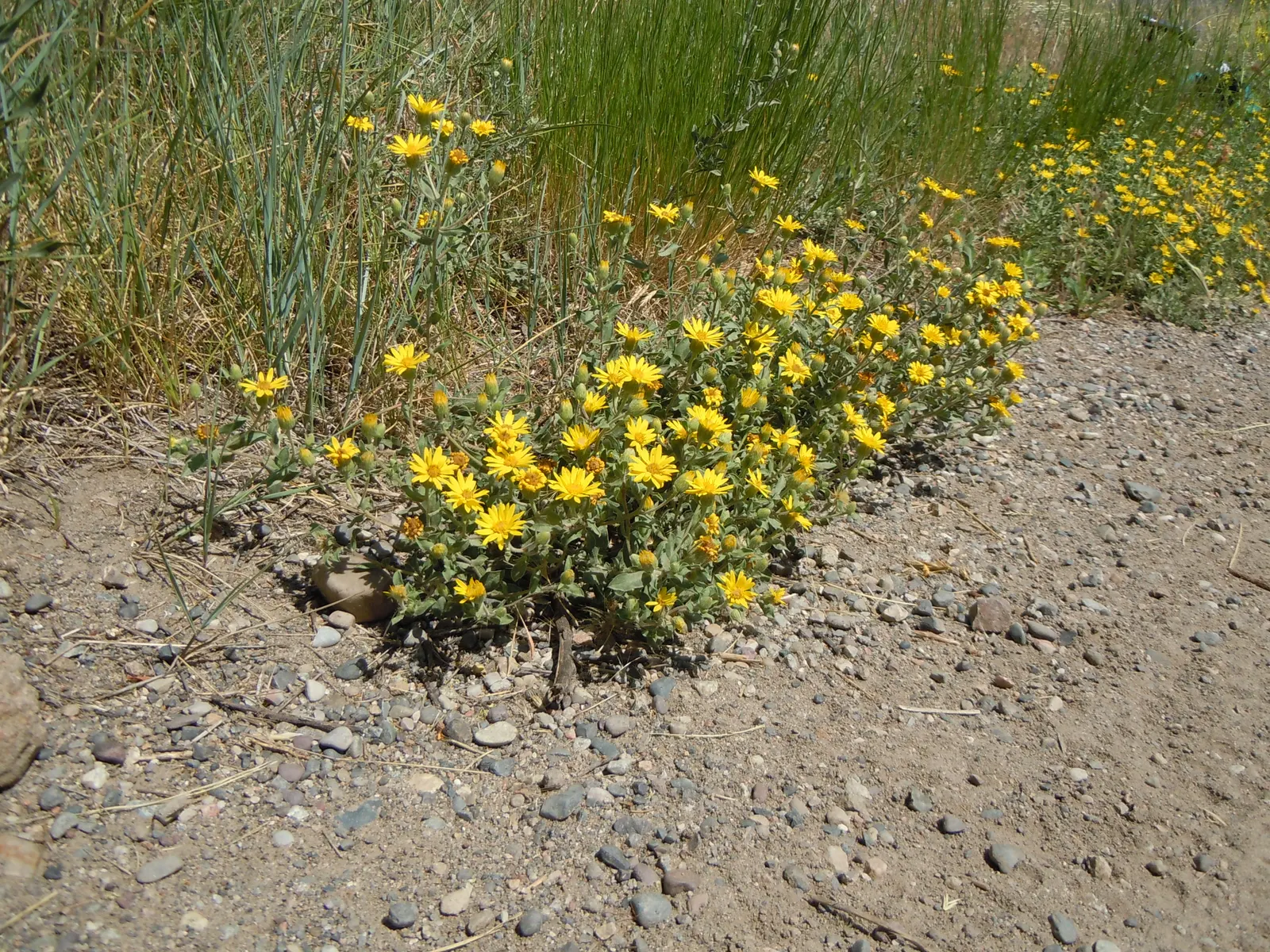 Hairy False Goldenaster (Heterotheca 'San Bruno Mountain') — showcasing a profusion of golden-yellow daisy-like flowers; a low-maintenance choice, image 77