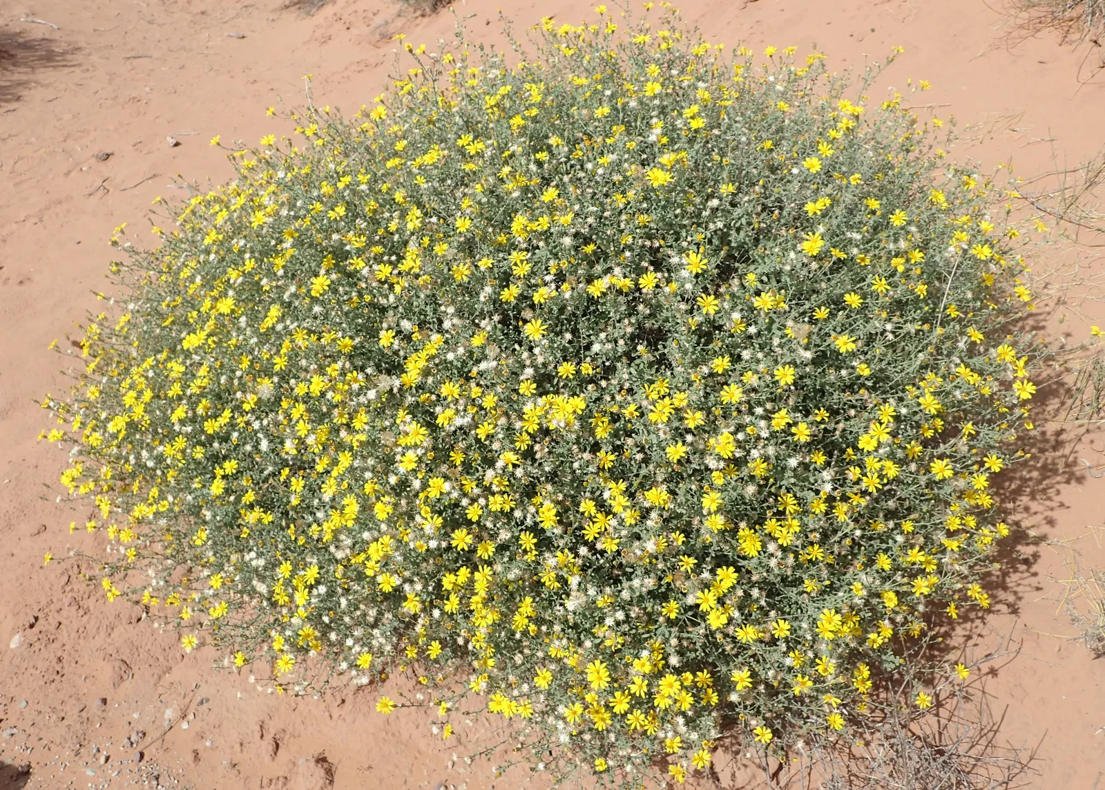 Hairy False Goldenaster (Heterotheca 'San Bruno Mountain') — showcasing a profusion of golden-yellow daisy-like flowers; a low-maintenance choice for
