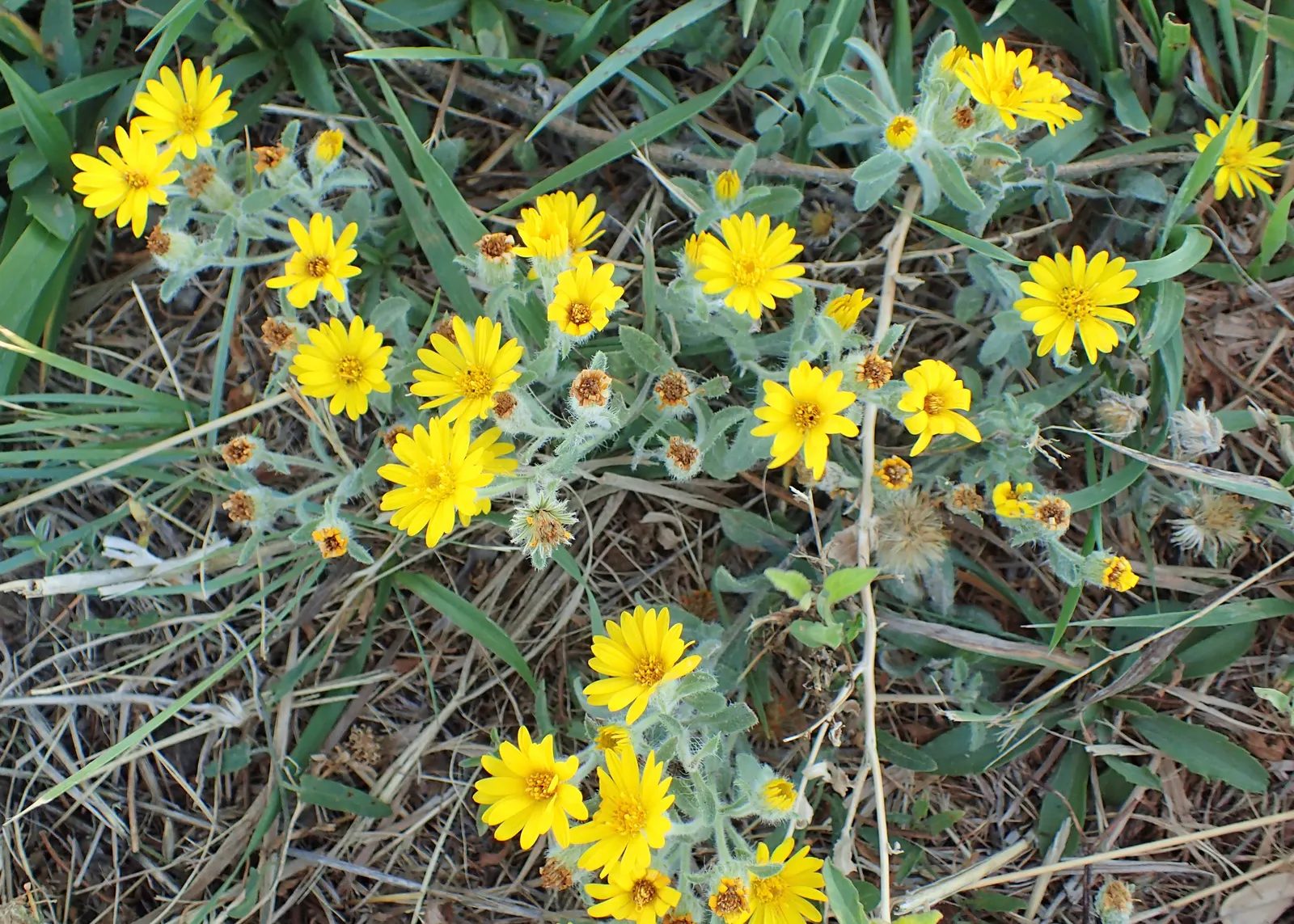 Hairy False Goldenaster (Heterotheca 'San Bruno Mountain') — A low-maintenance choice for Californian-themed gardens and naturalized areas, image 42