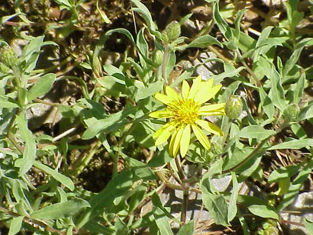 Hairy False Goldenaster (Heterotheca 'San Bruno Mountain') — scientifically named Heterotheca 'San Bruno Mountain'