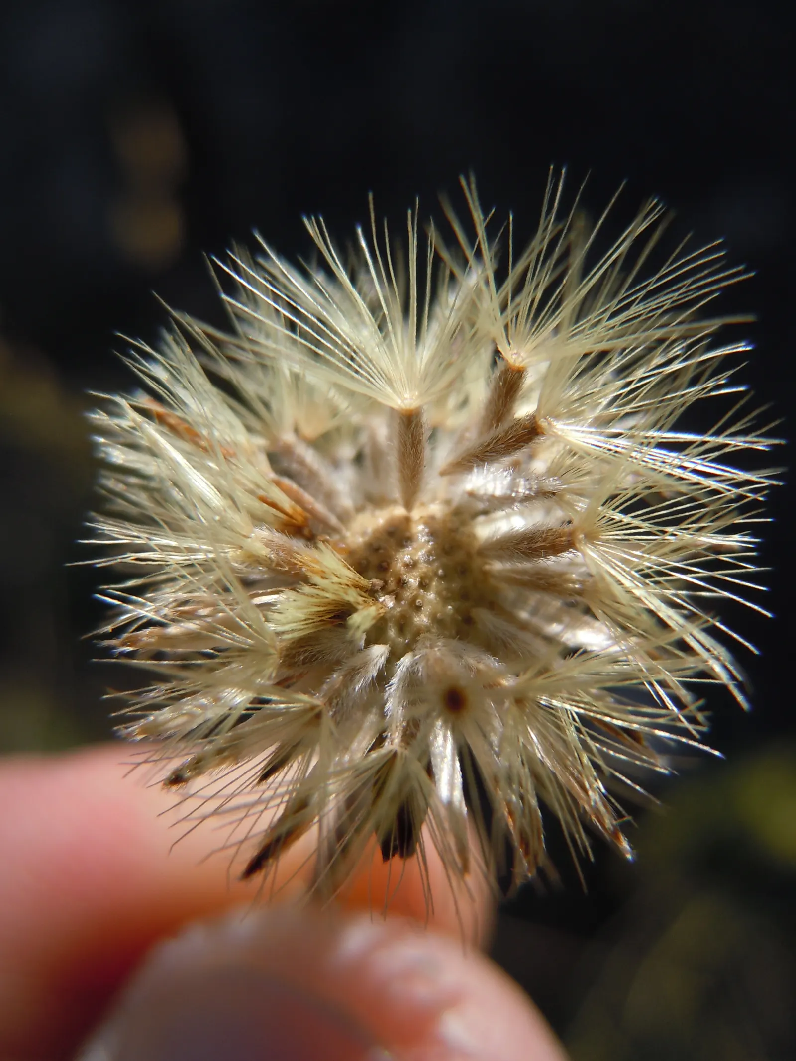 Hairy False Goldenaster (Heterotheca 'San Bruno Mountain') — yellow flowers in the garden; ideal for dry, well-drained soils, it thrives in full sun, reaching