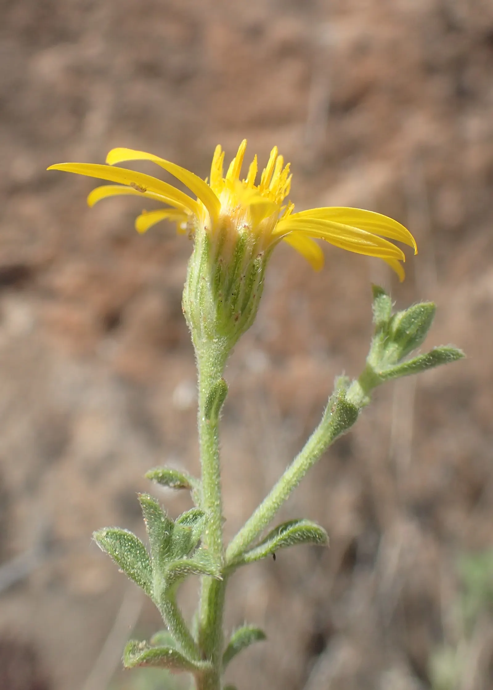 Hairy False Goldenaster (Heterotheca 'San Bruno Mountain') — Originating from the San Bruno Mountain area in California