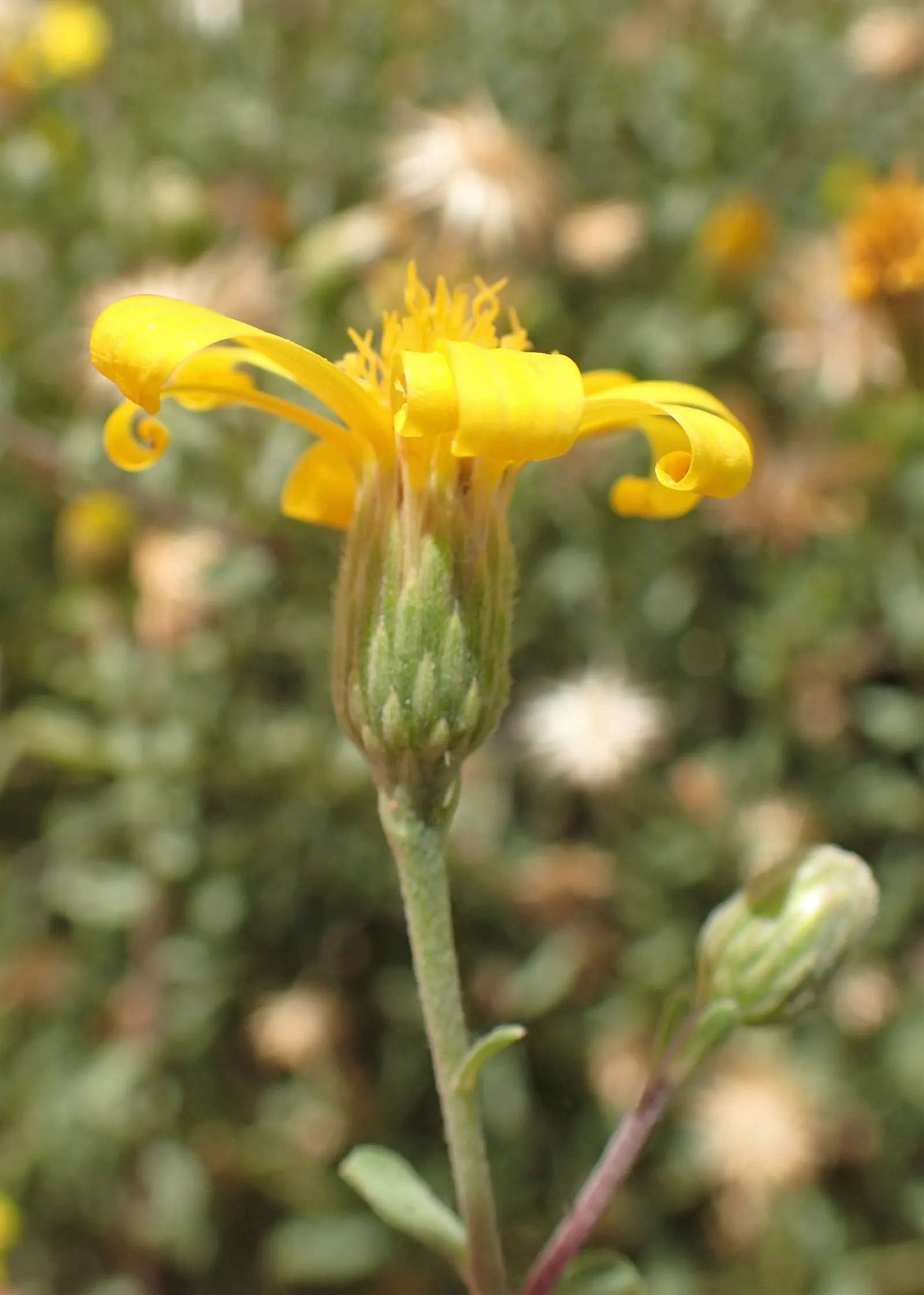 Hairy False Goldenaster (Heterotheca 'San Bruno Mountain') — requiring minimal supplemental watering; ground cover / perennial for full or half