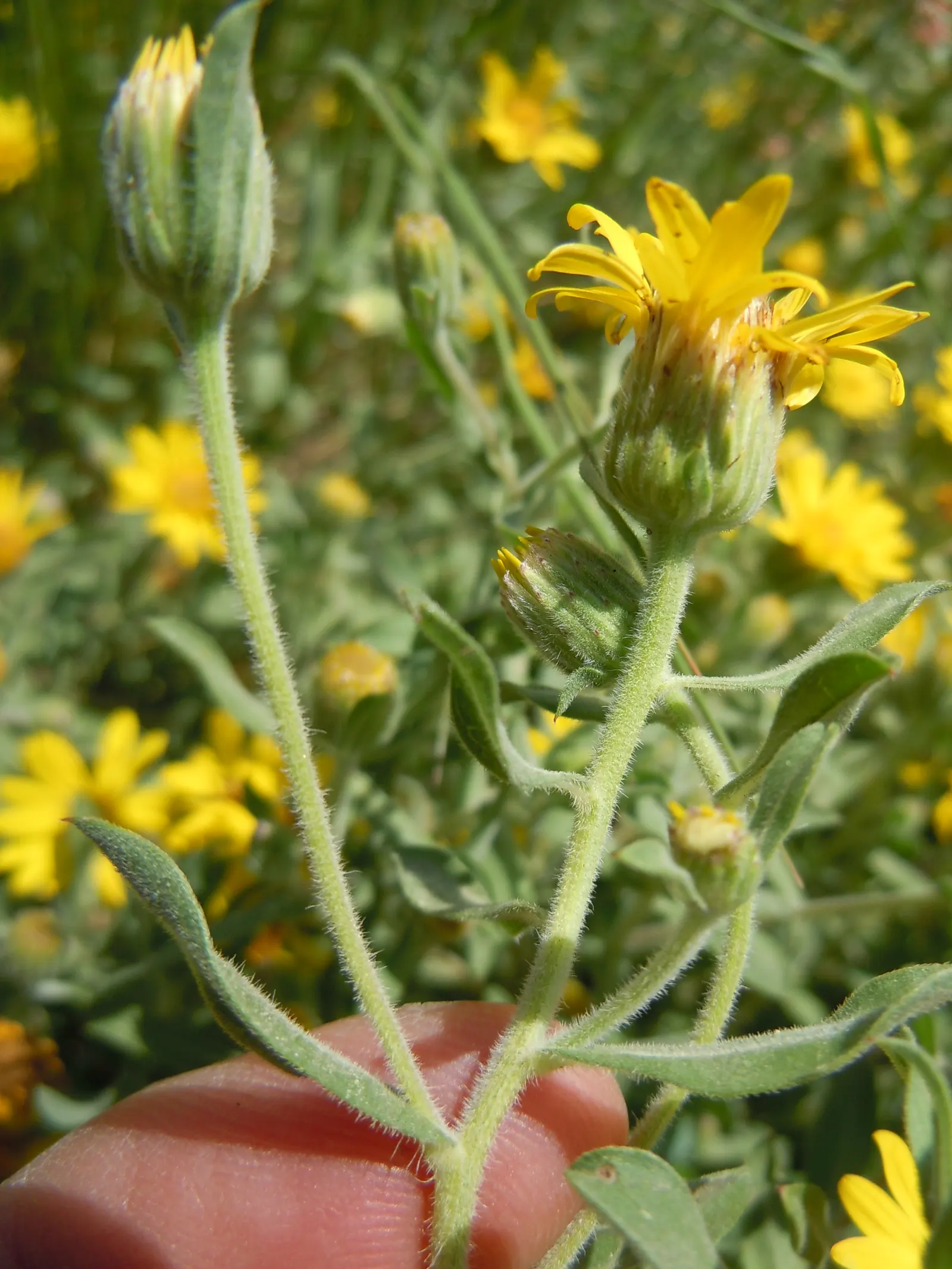 Hairy False Goldenaster (Heterotheca 'San Bruno Mountain') — Ideal for dry, well-drained soils, it thrives in full sun, reaching 1-2 ft in height, image 21