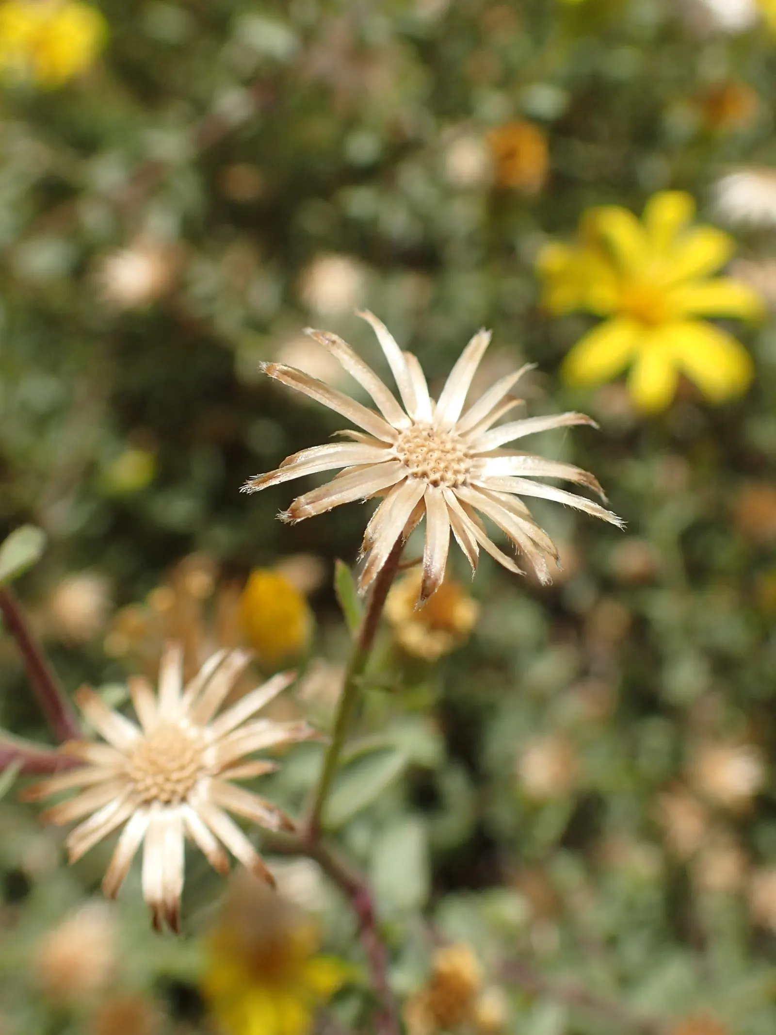 Hairy False Goldenaster (Heterotheca 'San Bruno Mountain') — grey-green foliage that provides a textured backdrop for other garden elements; this, image 66