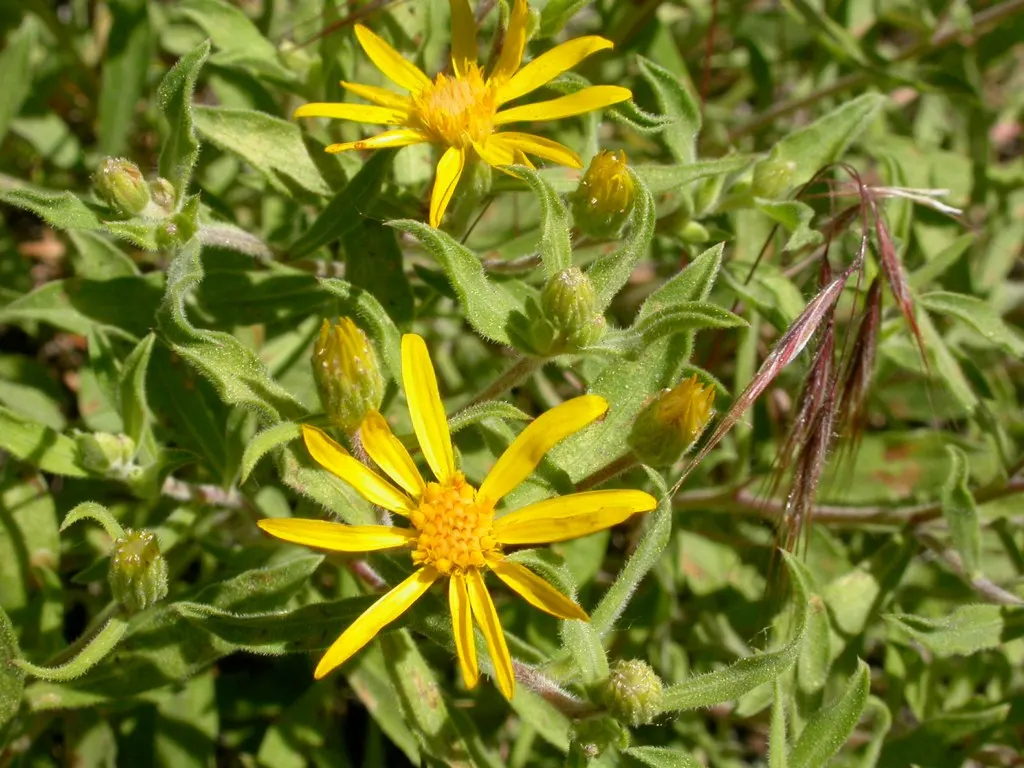 Hairy False Goldenaster (Heterotheca 'San Bruno Mountain') — which are around 1 to 1.5 inches in diameter