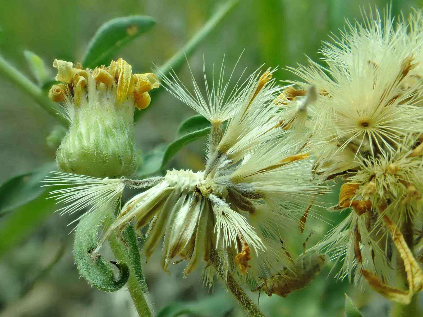 Hairy False Goldenaster (Heterotheca 'San Bruno Mountain') — environmentally-friendly garden space; requiring minimal supplemental watering, image 73