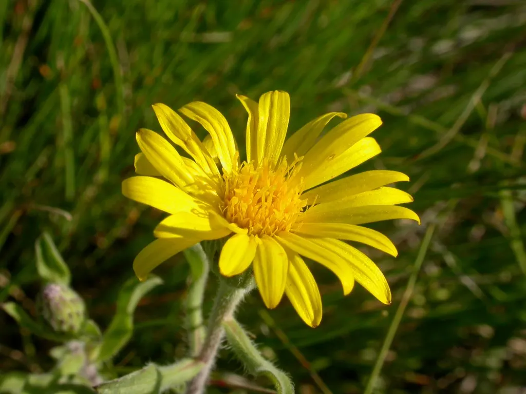 Hairy False Goldenaster (Heterotheca 'San Bruno Mountain') — ground cover / perennial with yellow blooms