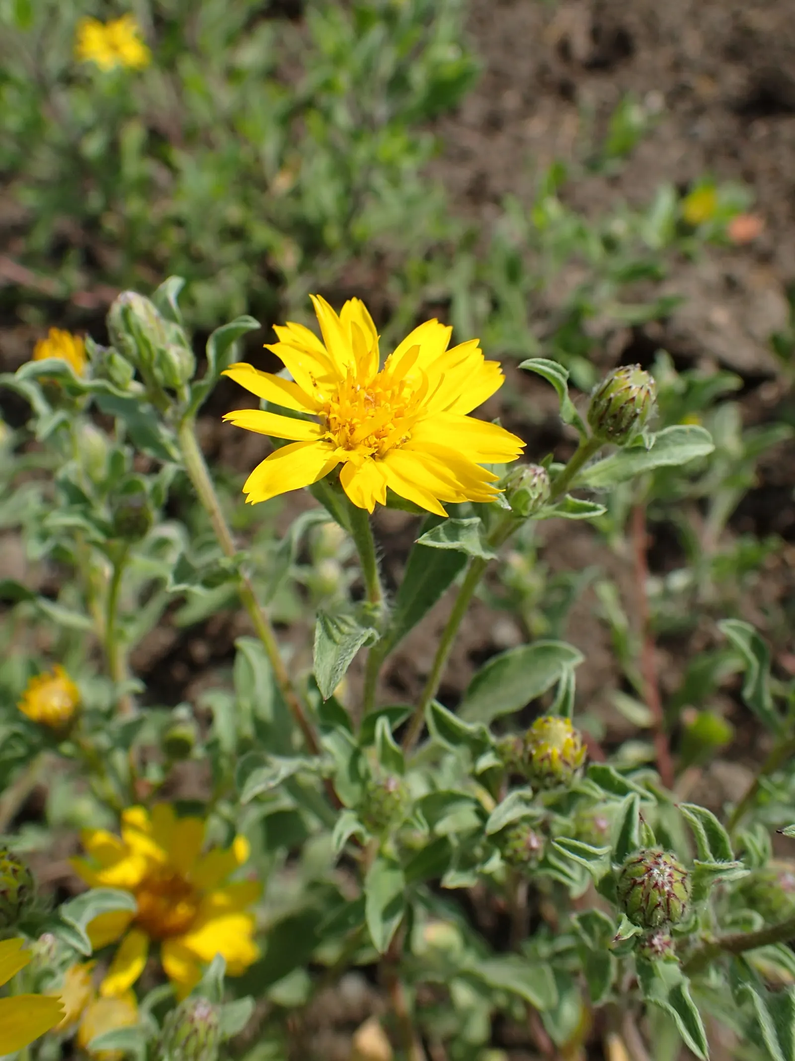 Hairy False Goldenaster (Heterotheca 'San Bruno Mountain') — Originating from the San Bruno Mountain area in California; showcasing a profusion of