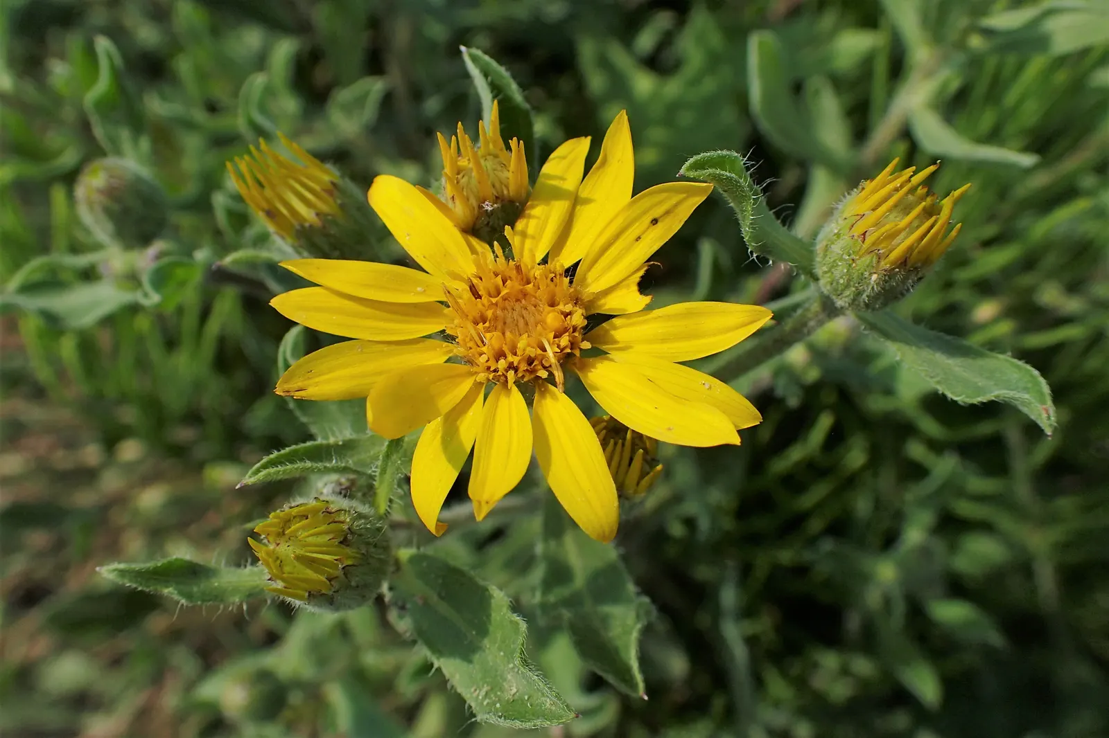 Hairy False Goldenaster (Heterotheca 'San Bruno Mountain') — It is adaptable to a range of soil types, although it flourishes in well-drained soil, image 53