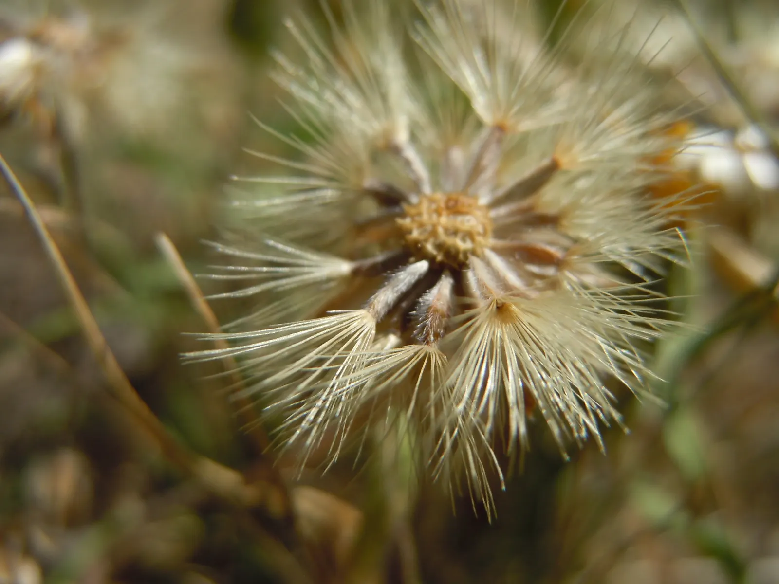 Hairy False Goldenaster (Heterotheca 'San Bruno Mountain') — ground cover / perennial for full or half; environmentally-friendly garden space, image 57