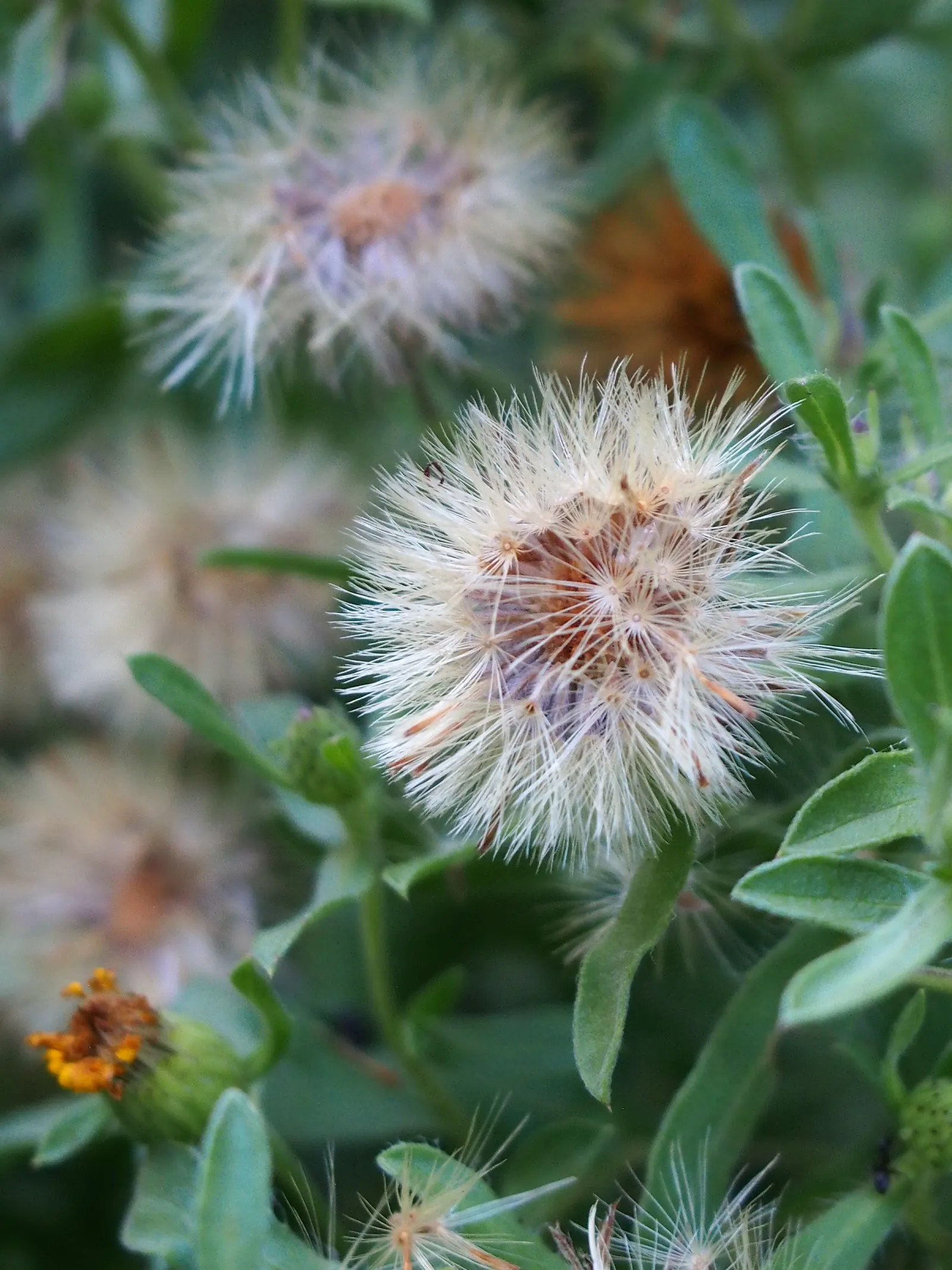 Hairy False Goldenaster (Heterotheca 'San Bruno Mountain') — which are around 1 to 1.5 inches in diameter; scientifically named Heterotheca 'San, image 50