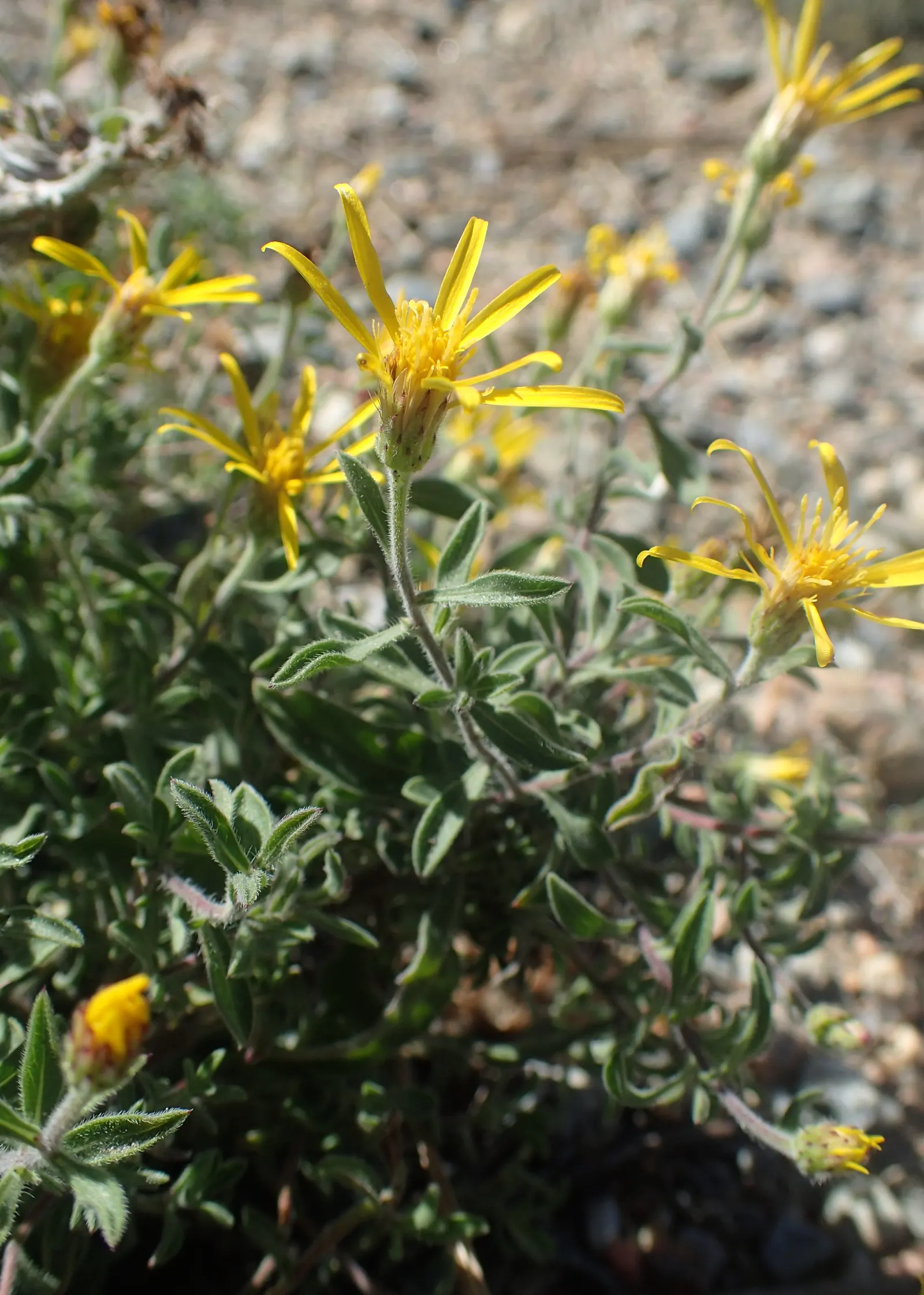 Hairy False Goldenaster (Heterotheca 'San Bruno Mountain') — Originating from the San Bruno Mountain area in California; showcasing a profusion of, image 82