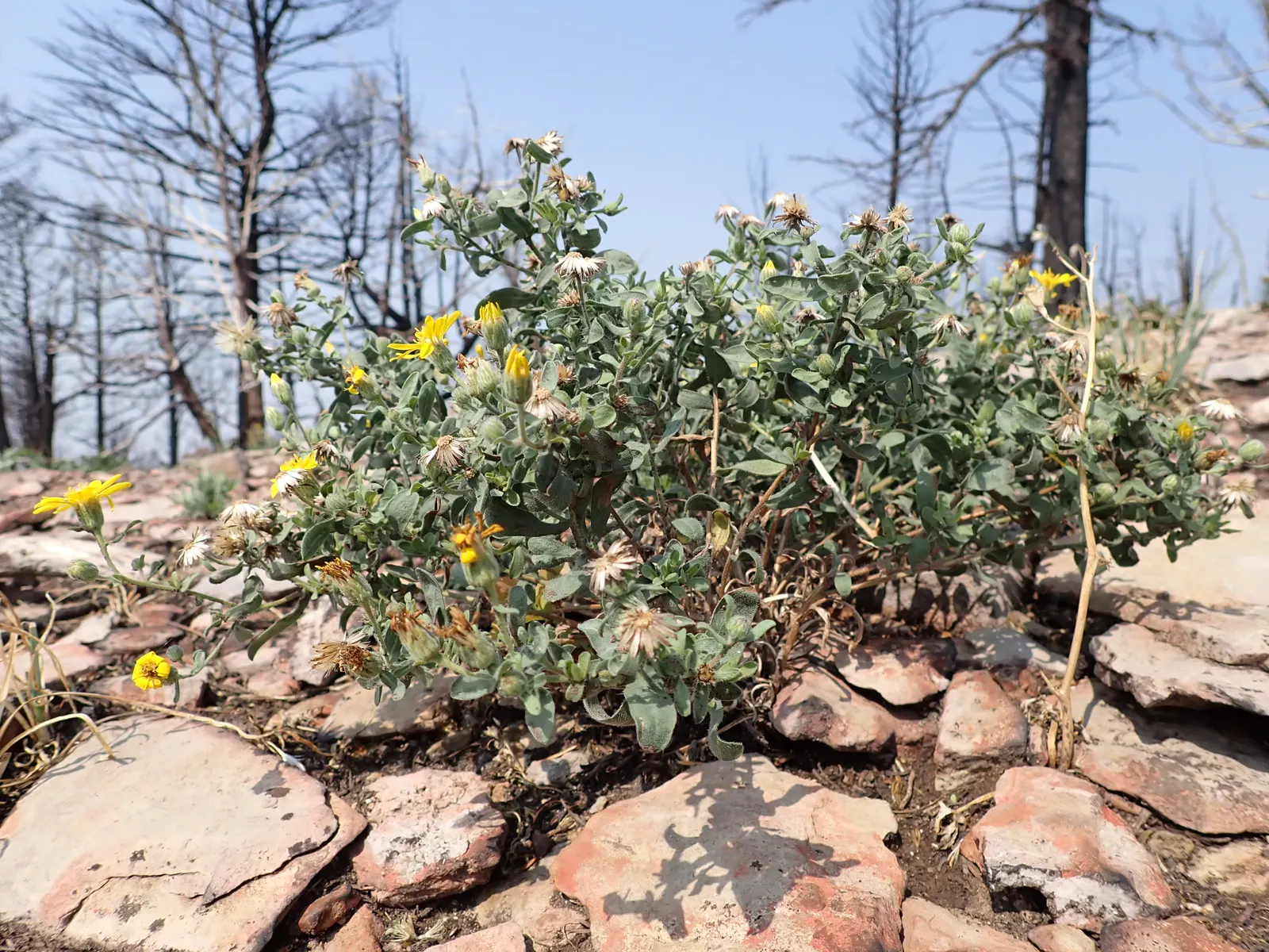 Hairy False Goldenaster (Heterotheca 'San Bruno Mountain') — requiring minimal supplemental watering; ground cover / perennial for full or half, image 52